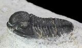 Bargain, Gerastos Trilobite Fossil - Morocco #68642-5